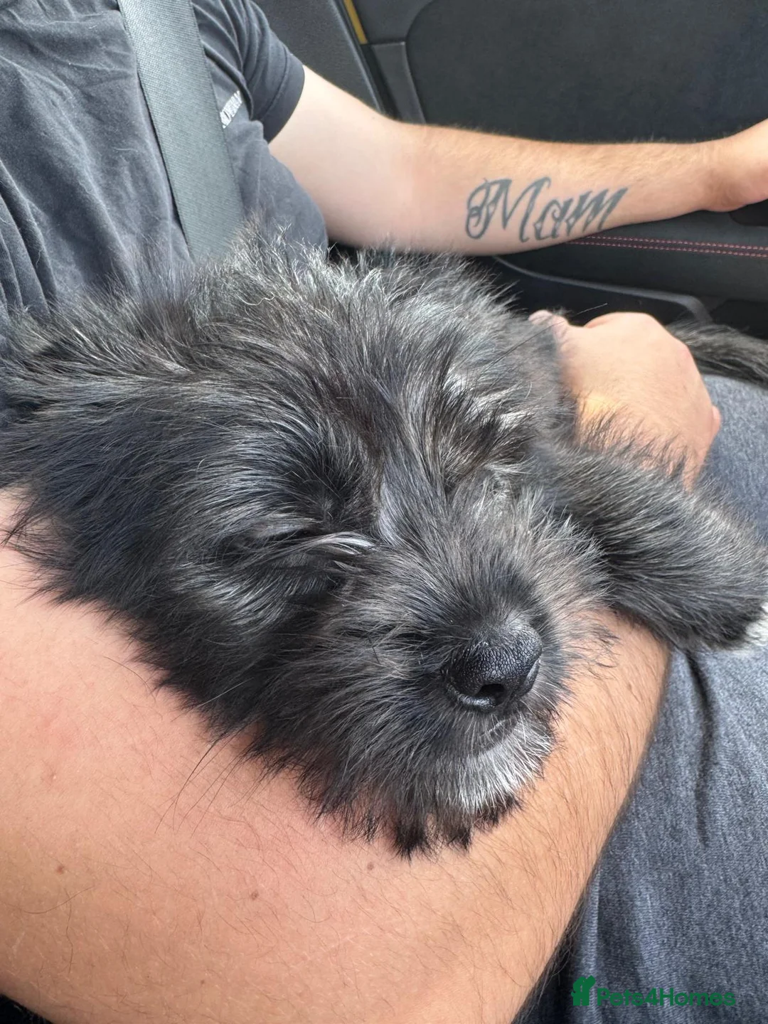Mixed Breed dogs for sale: Shepherd x puppy - Advert 2