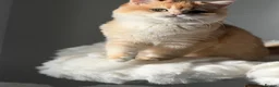 British Shorthair cats for sale: Teddy Bear 🧸 British Shorthair Golden kittens  - Advert 27