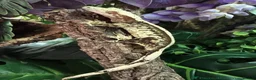 Gecko reptiles for sale: Baby crested gecko’s  - Advert 3