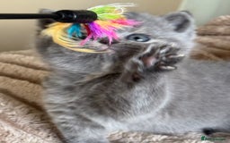 British Shorthair cats for sale: Tica reg blue tortie female kitten  - Image 4