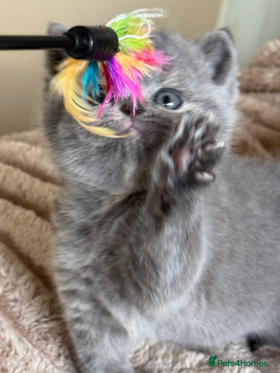 British Shorthair cats for sale: Tica reg blue tortie female kitten  - Image 4