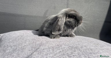 Mini Lop rabbits - Advert 2
