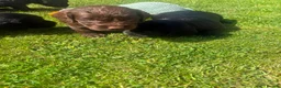 Cocker Spaniel dogs for sale: Beautiful chunky Cocker girl pups available  - Advert 5