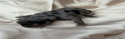 Mini Goldendoodle dogs for sale: Beautiful miniature F2b goldendoodles.  - Advert 15