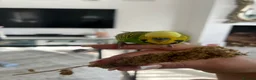 Budgerigars birds for sale: Budgies in Peacehaven - Advert 3