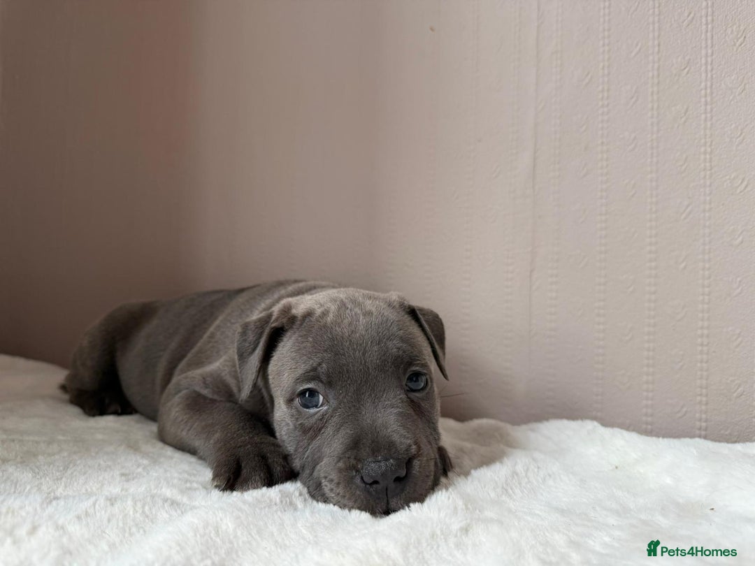 Staffordshire Bull Terrier dogs for sale: BLUEDOGCITY PHARON AT BULLSCAFF X WEDNESDAY ADDAMS - Image 17