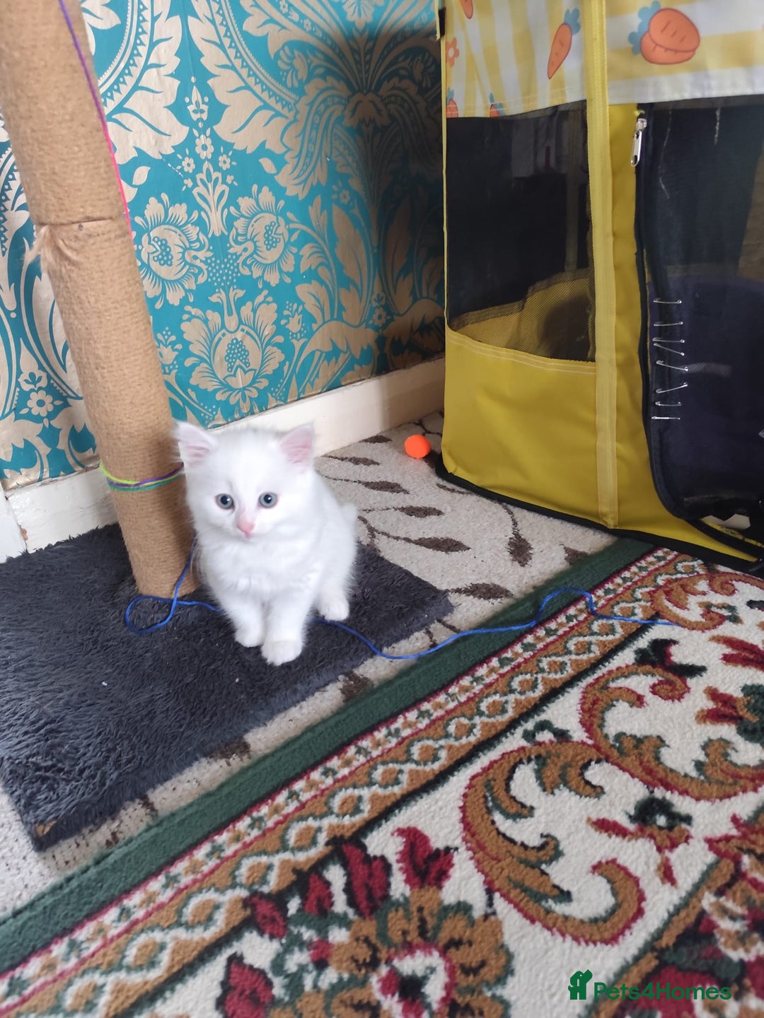 Mixed Breed cats for sale: Beautiful male kitten ready for new home - Advert 8
