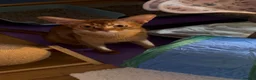 Abyssinian cats for sale: Three Abyssinian sisters looking for a new home - Advert 14