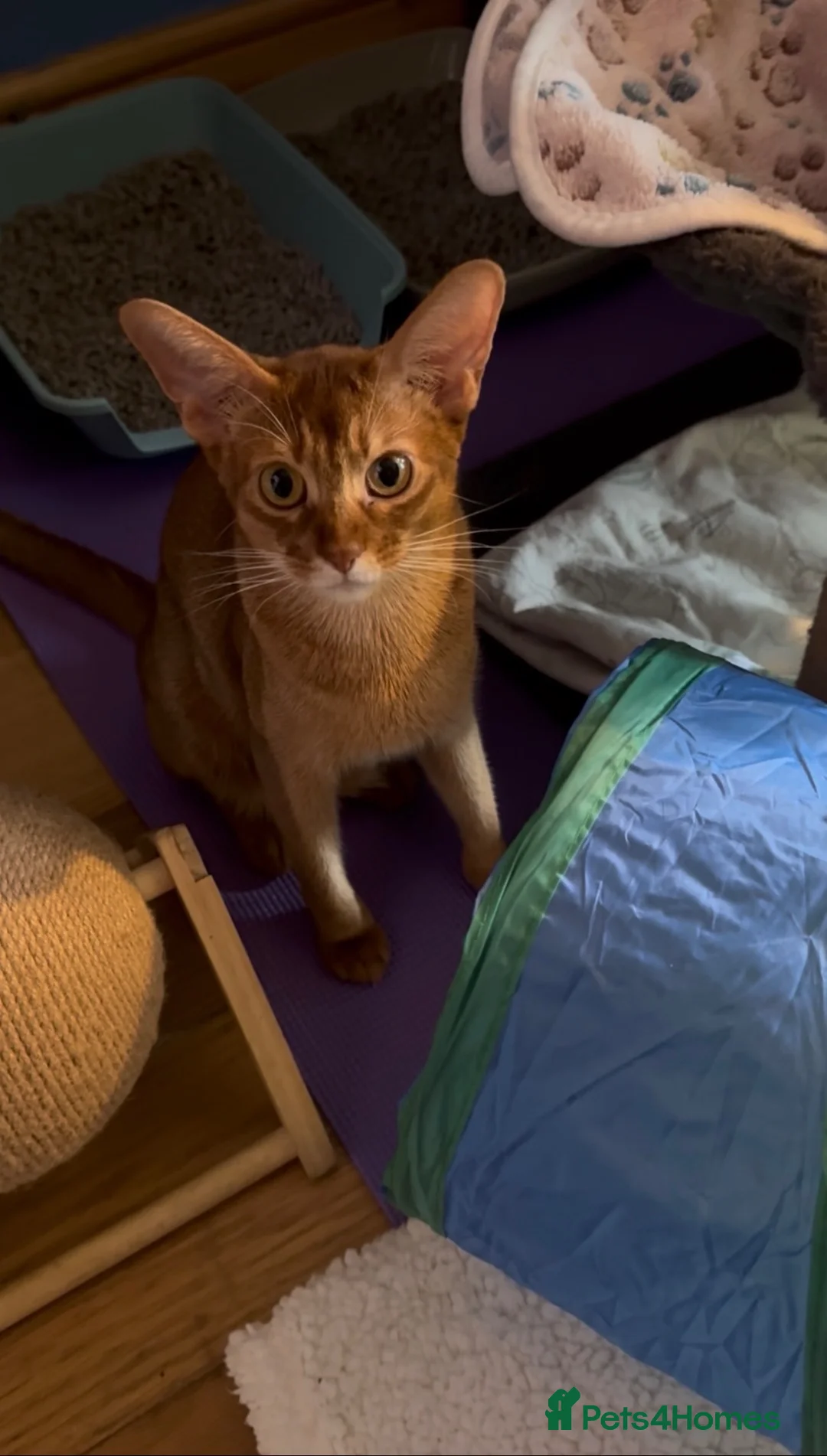 Abyssinian cats for sale: Three Abyssinian sisters looking for a new home - Advert 14