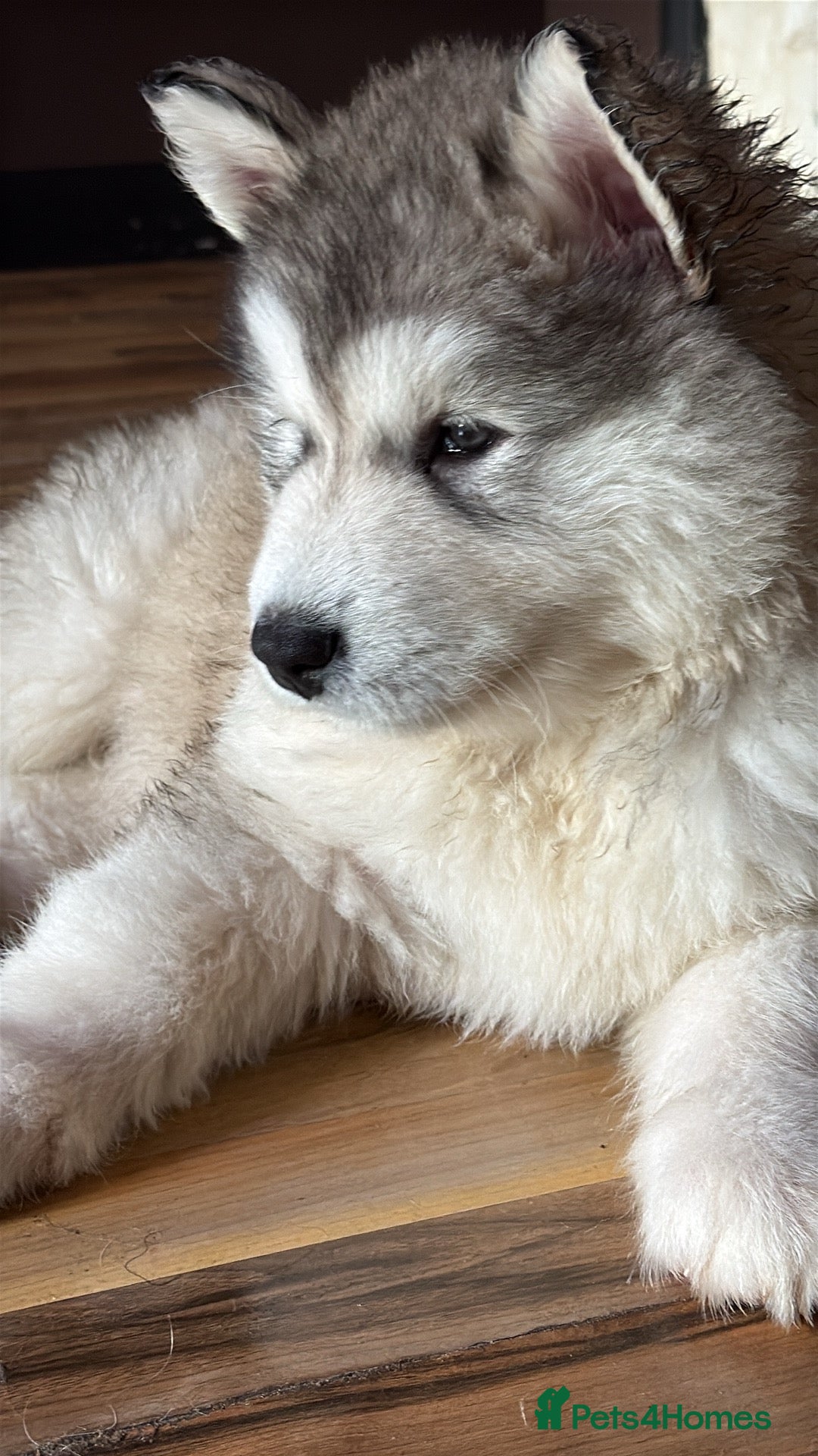Alaskan Malamute dogs for sale: Alaskan malamute 1 male puppy  - Advert 3