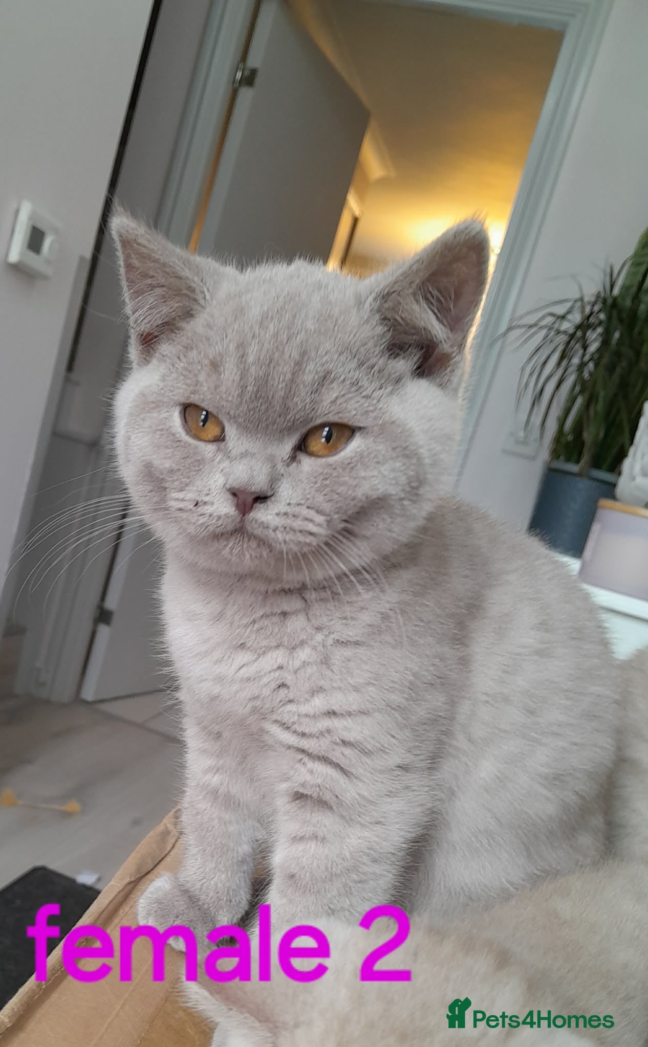 British Shorthair cats British shorthair gccf health checked - Advert 5