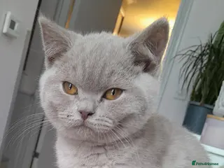 British Shorthair cats British shorthair gccf health checked - Advert 5