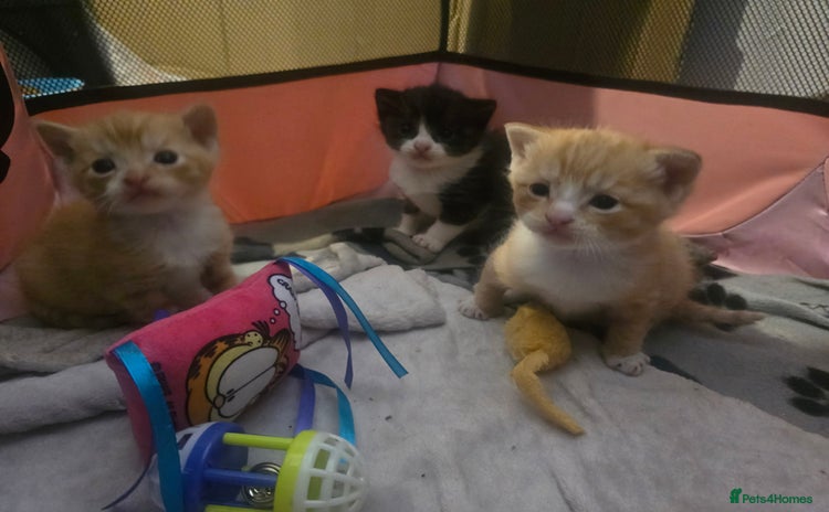 Domestic Shorthair cats - Advert 2