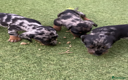 Dachshund dogs for sale: Dachshund puppies - Image 2