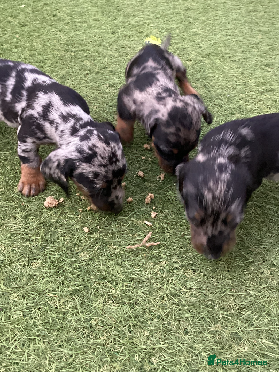 Dachshund dogs for sale: Dachshund puppies - Image 2