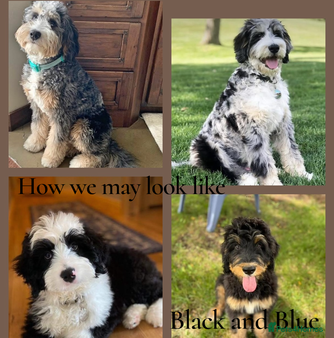 Bernedoodle dogs for sale: Miniature F1bs Bernedoodle Waiting List - Image 10