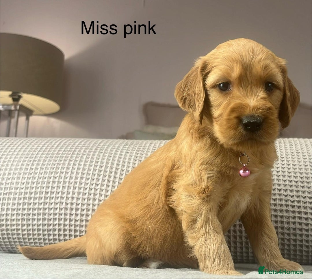 Goldendoodle dogs for sale: These will be stunning adults. Real head turners. - Advert 20