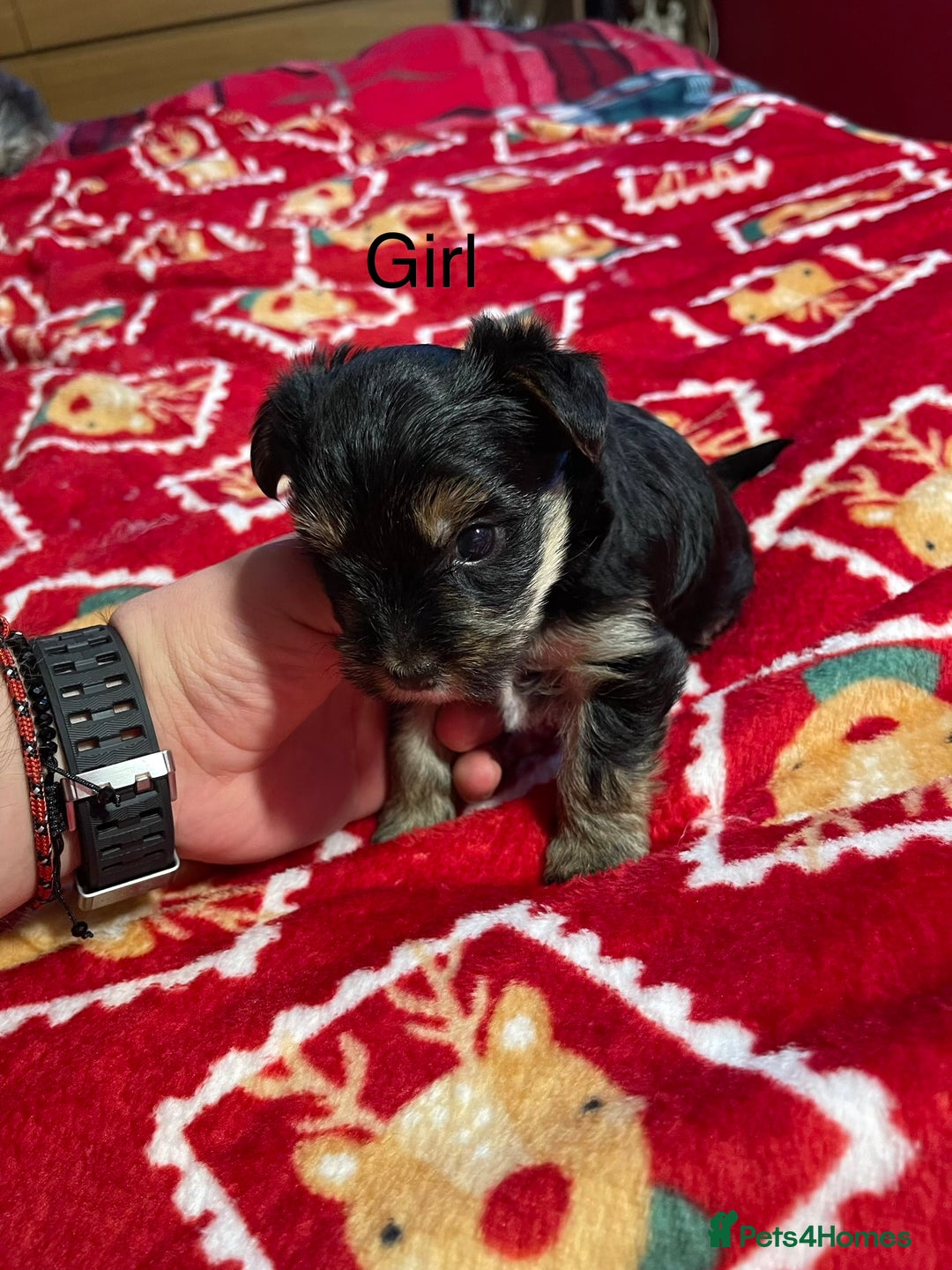 Yorkshire Terrier dogs for sale: Yorkshire Terrier pure bread - Advert 3