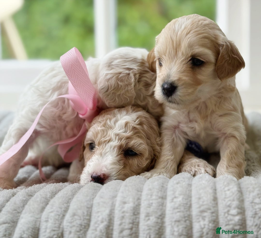 Cavapoochon dogs for sale: Cavapoochon puppies  - Image 9