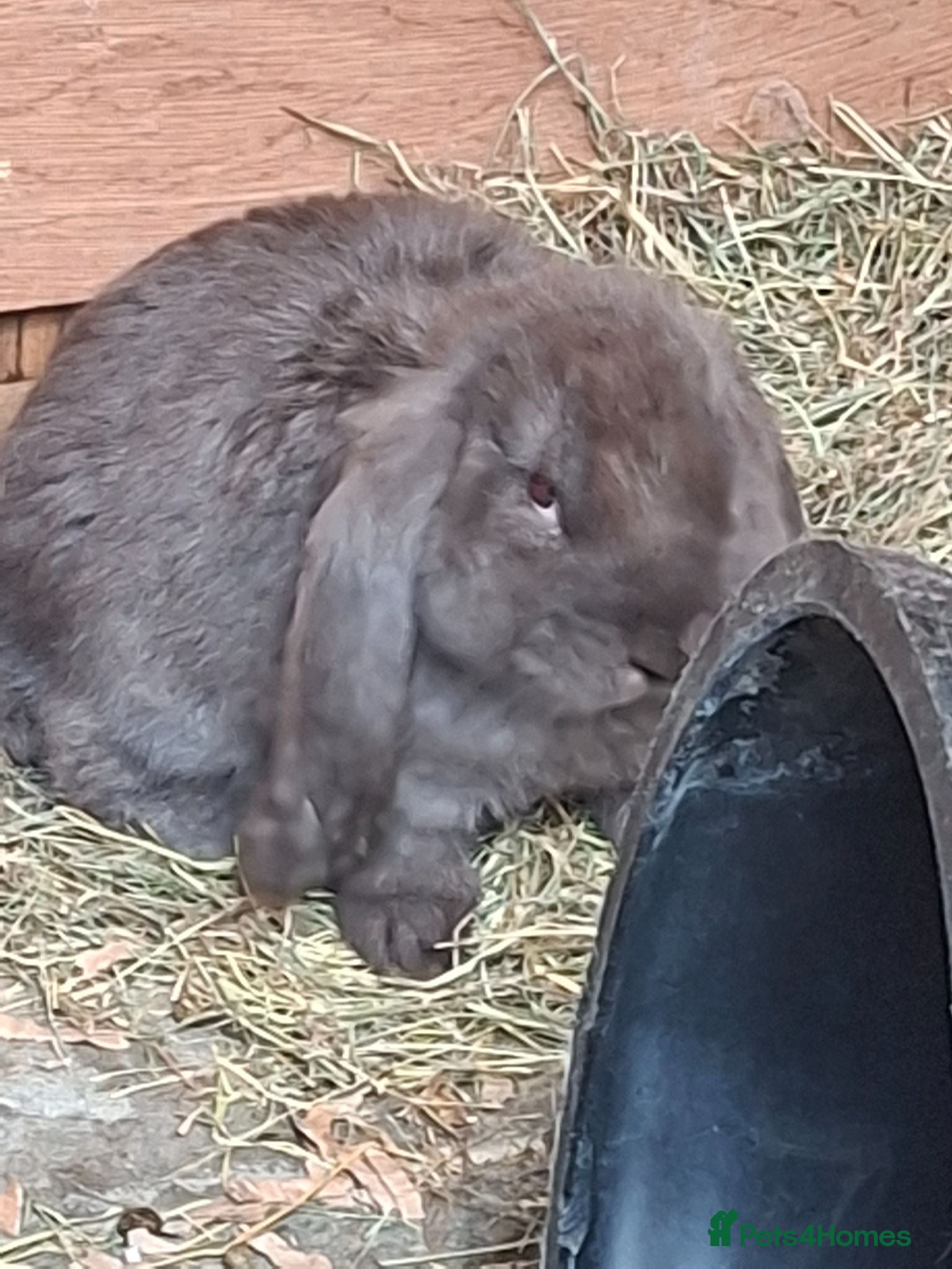 French Lop rabbits READY SOON vaccinated french lop babies - Advert 1