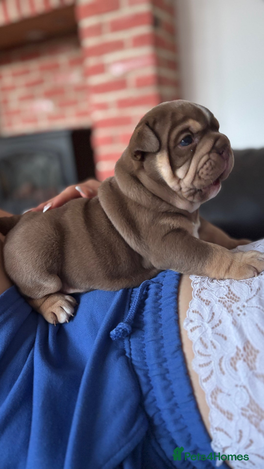 English Bulldog dogs for sale: KC girls  - Image 7