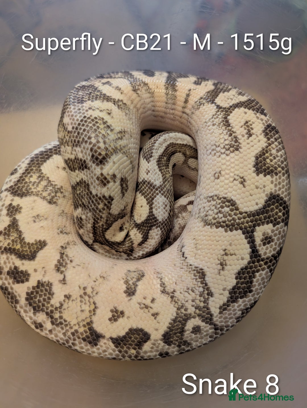 Python Snake reptiles for sale: Snakes for sale - Image 9