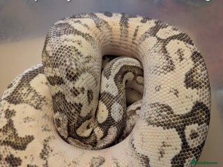 Python Snake reptiles Snakes for sale - Advert 19