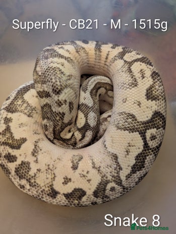 Python Snake reptiles Snakes for sale - Advert 15