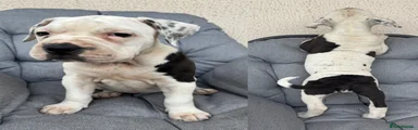 Mixed Breed 1