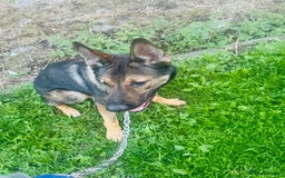 German Shepherd dogs for sale: Zeuss - Image 3