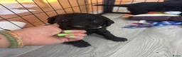 Labradoodle dogs for sale: Labradoodle Puppies - Advert 26