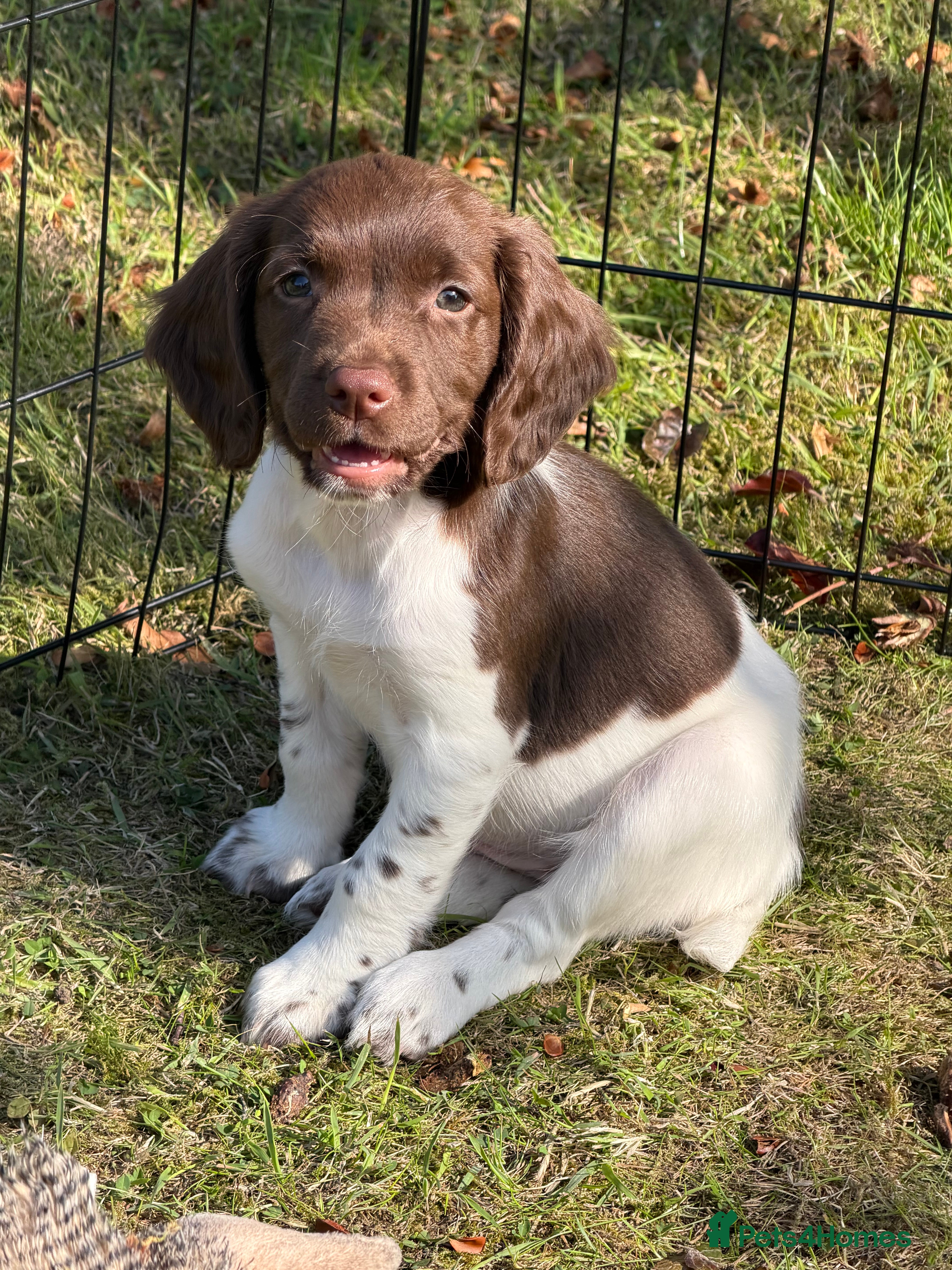 English Springer Spaniel dogs Beautiful Springer Spaniel Puppies  - Advert 11