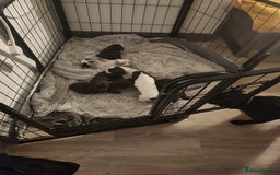 Cocker Spaniel dogs for sale: 7 pups 4 girls 3 boys  - Image 29