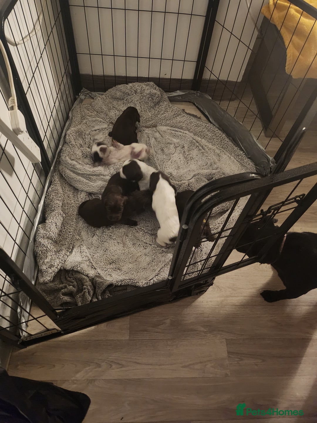 Cocker Spaniel dogs for sale: 7 pups 4 girls 3 boys  - Image 29
