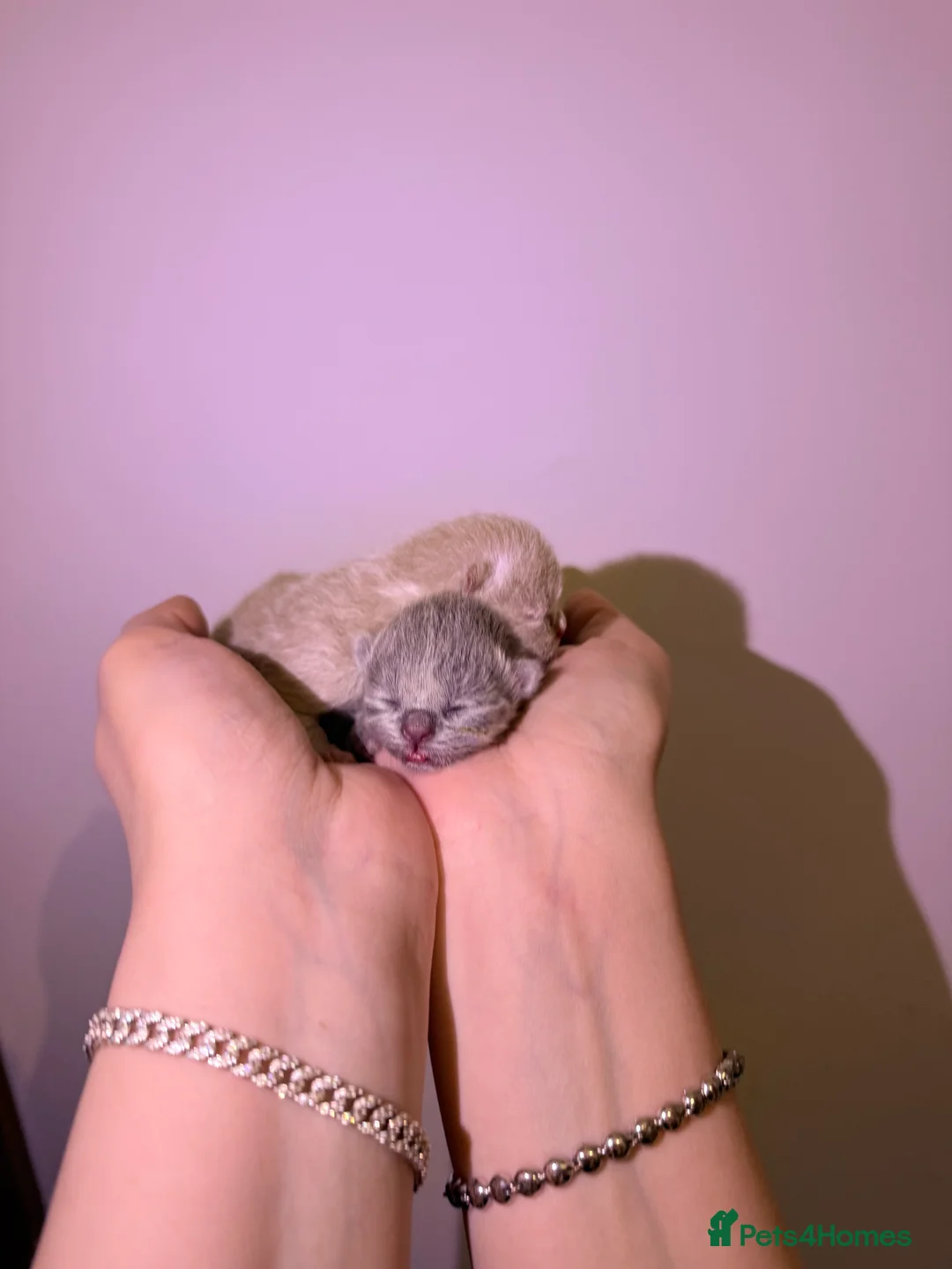 British Shorthair cats for sale: 2x 100% Pure Pedigree Champion line Bsh Kittens - Advert 3