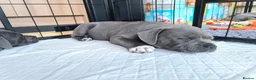 Staffordshire Bull Terrier dogs for sale: Stunning staffy's - Advert 16