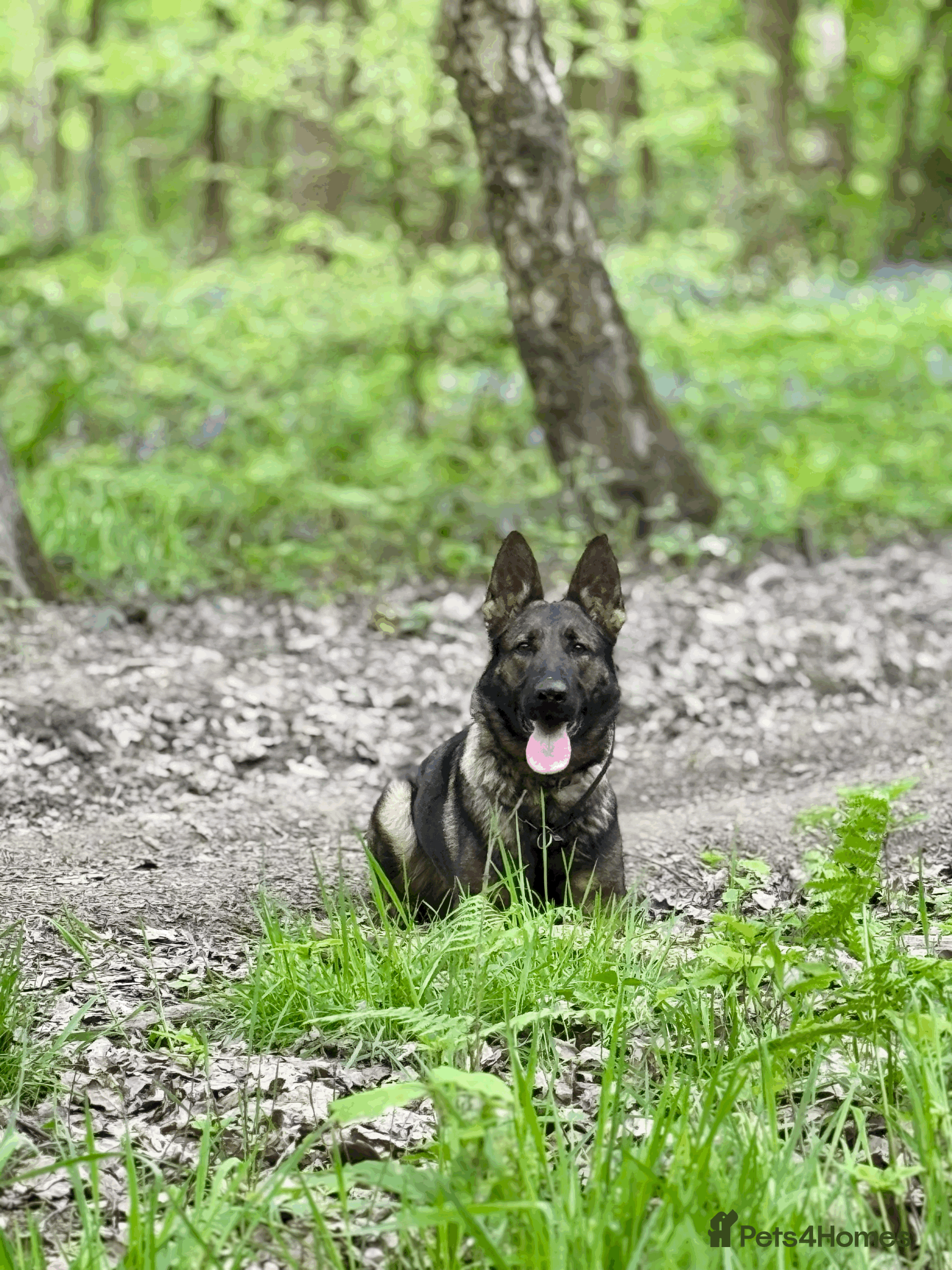 German Shepherd dogs KC Working GSD Female – 2.5 Years Old - Advert 1