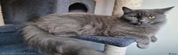Nebelung cats for sale: Beautiful Female Cat - Advert 1