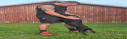 Staffordshire Bull Terrier dogs for sale: Kc registered,  Health tested, Black stafford male - Advert 10