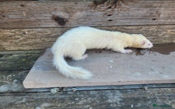 Ferret rodents for sale: Albino ferrets  - Image 11