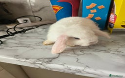 Mini Lop rabbits for sale: mini lops - Image 2