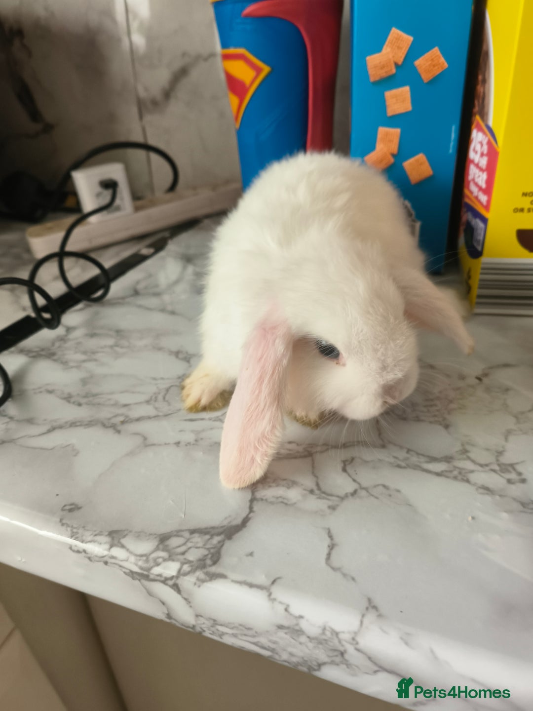 Mini Lop rabbits for sale: mini lops - Image 2