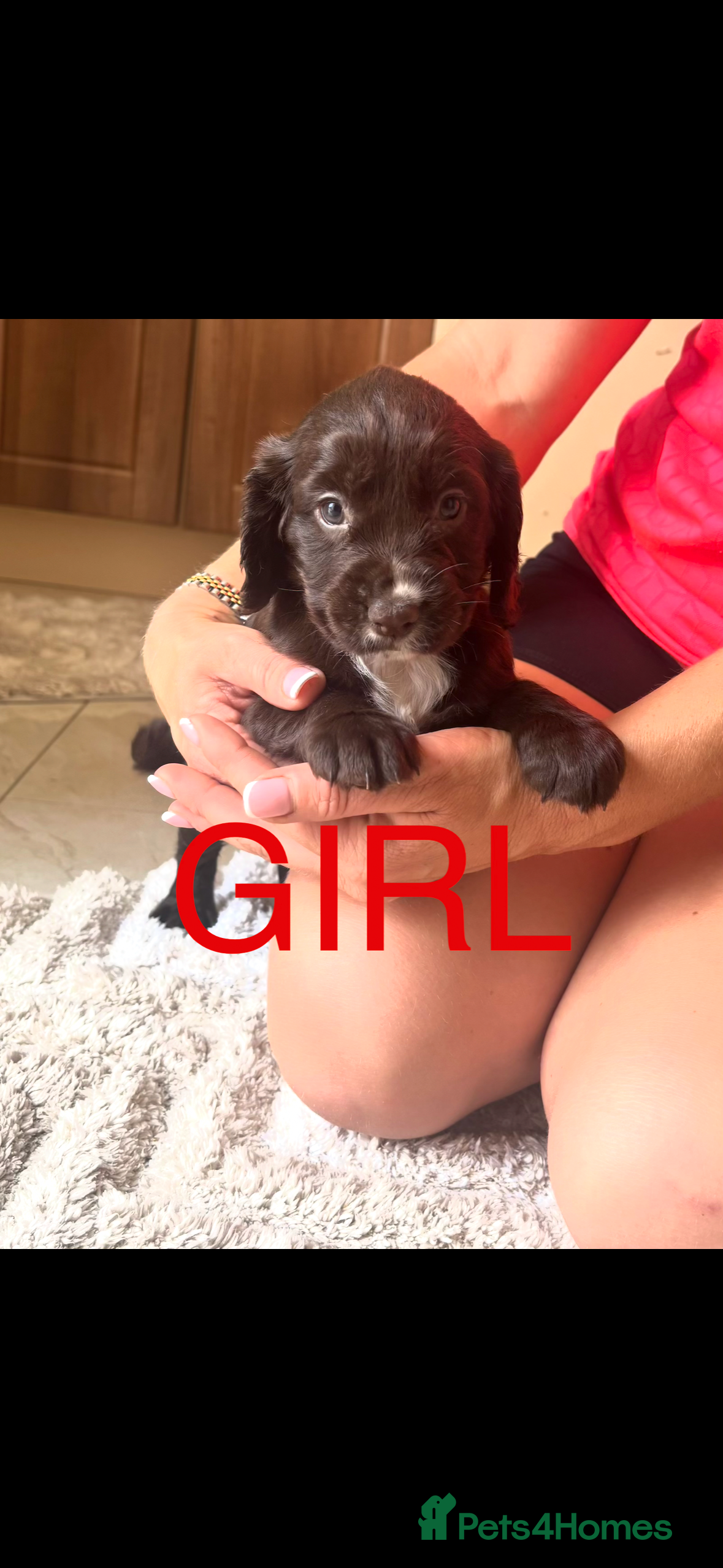Cocker Spaniel dogs Working Cocker spaniel puppies for sale - Advert 10
