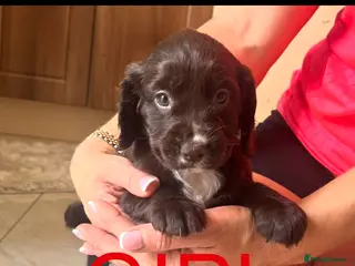 Cocker Spaniel dogs Working Cocker spaniel puppies for sale - Advert 1