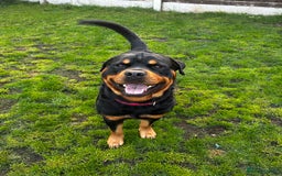 Rottweiler dogs for stud: 2.5 year old Rottweiler for stud  - Image 2
