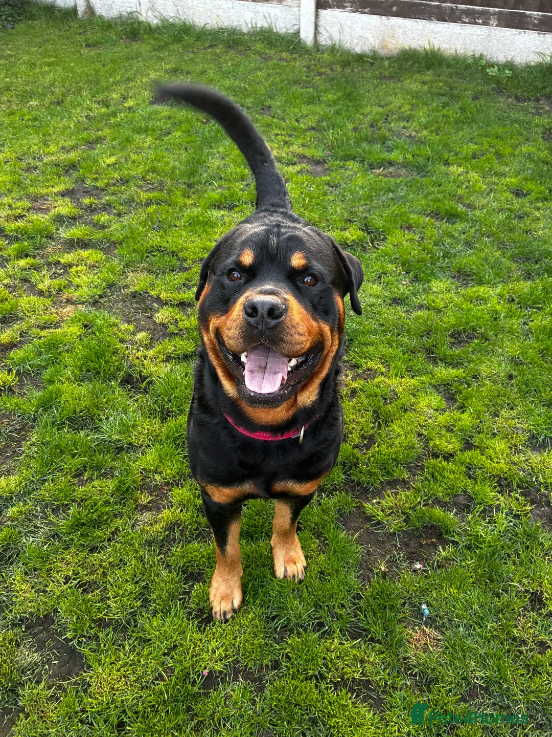 Rottweiler dogs for stud: 2.5 year old Rottweiler for stud  - Advert 2