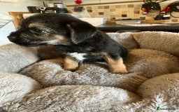 Border Terrier dogs for sale: K.C. Registered border terrier puppies  - Image 10