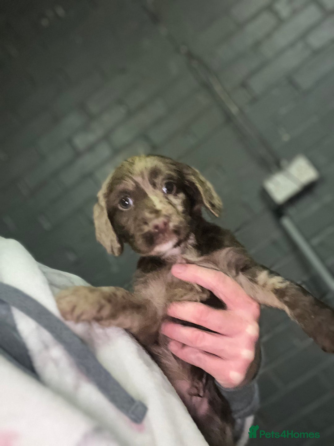 Cocker Spaniel dogs for sale: Cocker spaniel  - Image 7