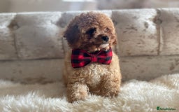Cavapoochon dogs for sale: Stunning cavapoochon puppies  - Image 6