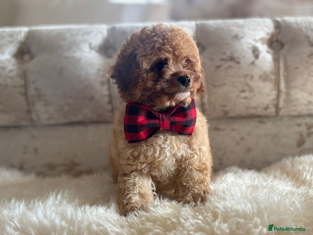 Cavapoochon dogs for sale: Stunning cavapoochon puppies  - Image 6